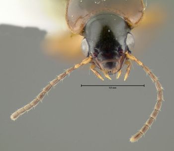 Media type: image;   Entomology 600496 Aspect: head frontal view